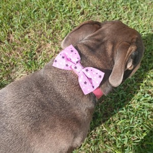 Dog bows