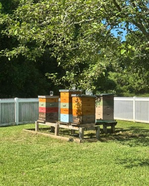 Raw unfiltered wildflower honey