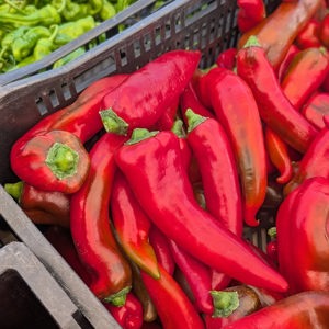 Sweet Italian Carmen frying peppers