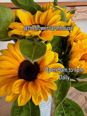 Sunflower bunch
