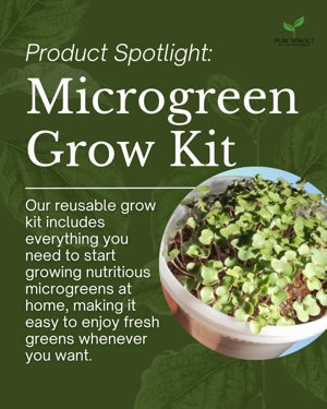 Kale Microgreens Grow Kit