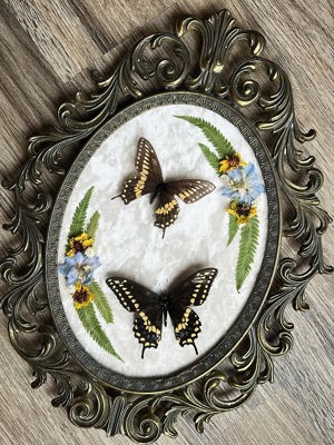 Black swallowtail butterfly frame with dried florals on velvet