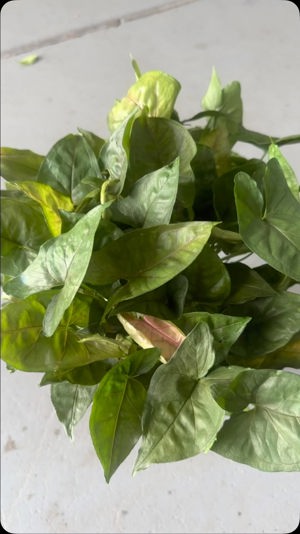 Syngonium 6"