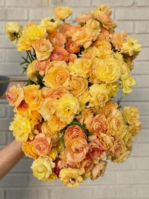 Ranunculus