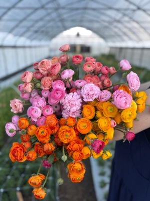 Ranunculus stems