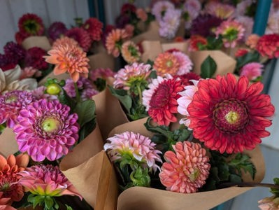 Gomphrena