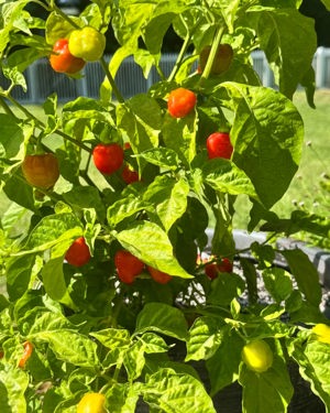 Home-grown hot peppers