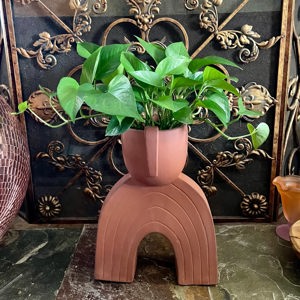 Jade pothos in terracotta decorative vessel