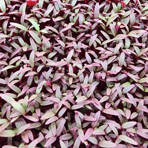 Radish microgreens