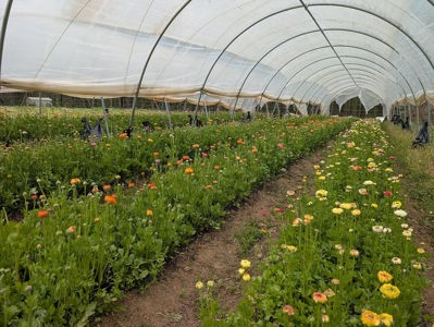 Ranunculus de Chattahoochee Queen, Atlanta, GA