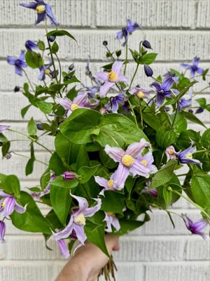 Bush clematis de Field and Flower by In Bloom, Atlanta, GA