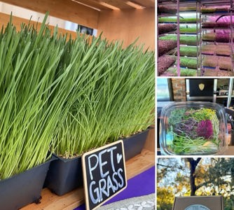 Microgreen grow kits