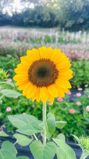 Seasonal flower bouquets