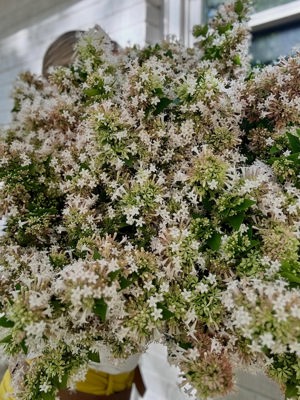 Chinese abelia