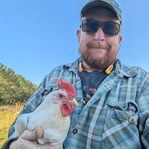 White leghorn laying hens