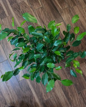 Ficus Benjamina Bush 8"