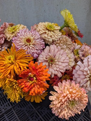 Zinnias de Chattahoochee Queen, Atlanta, GA