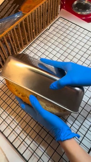 Sandwich bread