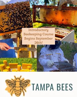 Beekeeping course de Tampa Bees, Tampa, FL
