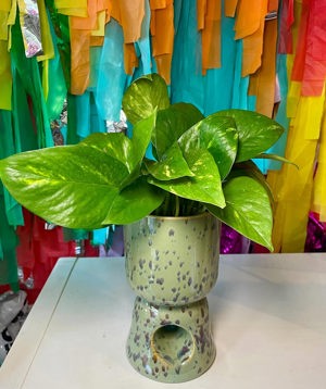 Golden pothos in pedestal ceramic planter