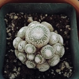 Blossfeldia liliputana