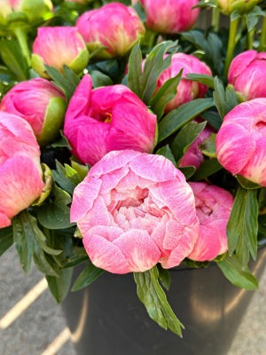 Peony bouquet (5 stems)