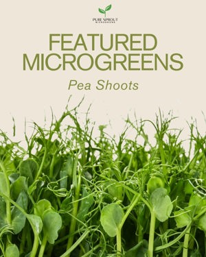 Pea shoot microgreens