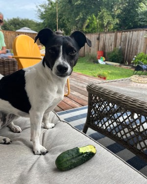 Pickles