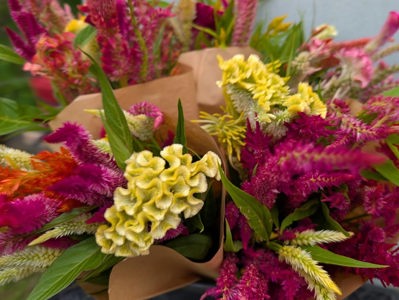 Celosia