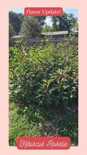 Hibiscus roselle jam bakes