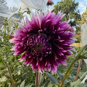 Dahlias