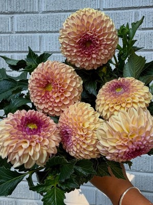 Heirloom chrysanthemums de Field and Flower by In Bloom, Atlanta, GA