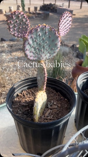 Cactus starts