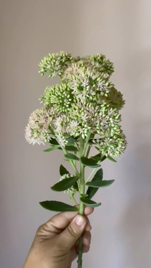 BLOOM weekly bouquet subscription