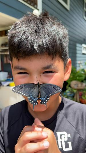 Swallowtail butterfly kit