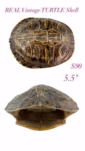 Real vintage turtle shell