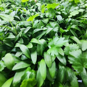 Broccoli microgreens