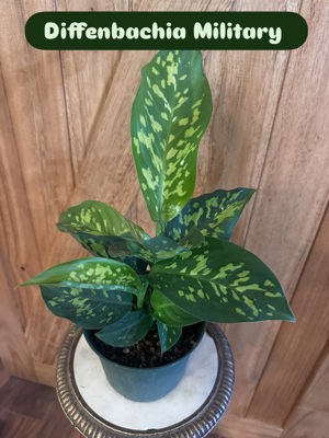 Dieffenbachia 'Military' 6"