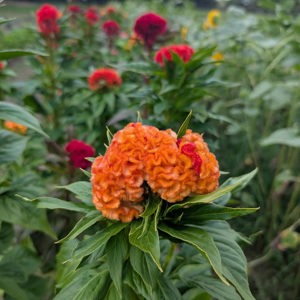 Lisianthus de Chattahoochee Queen, Atlanta, GA