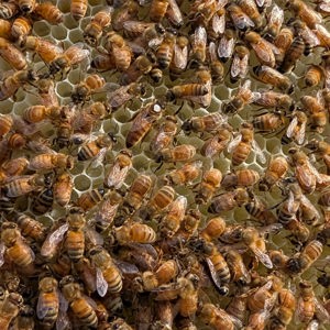 Fresh cut comb honey