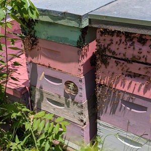 Raw local honey