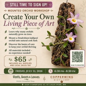 Mounted orchid workshop — Dendrobium loddigesii on cork bark