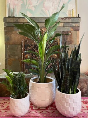 Checkerboard ceramic planter set with plants