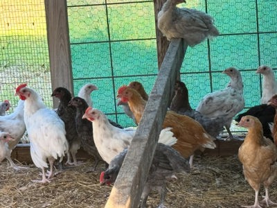 Chickens