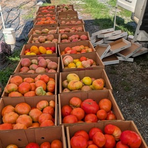 Tomatoes (10 lb box)