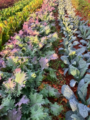 Fall CSA share