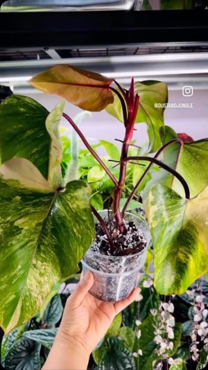 Monstera Aurea Borsigiana