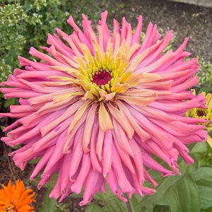 Agave cactus zinnias