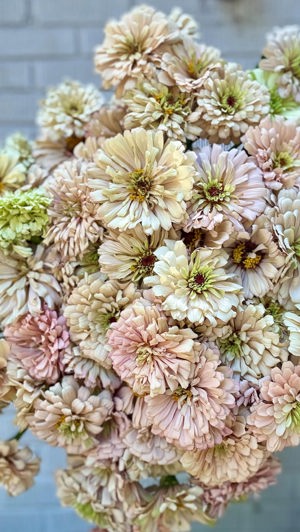 Linen zinnias de Field and Flower by In Bloom, Atlanta, GA