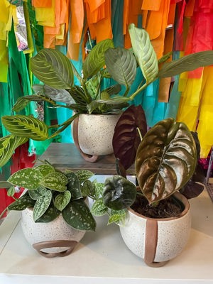 Plant in footed ceramic vessel